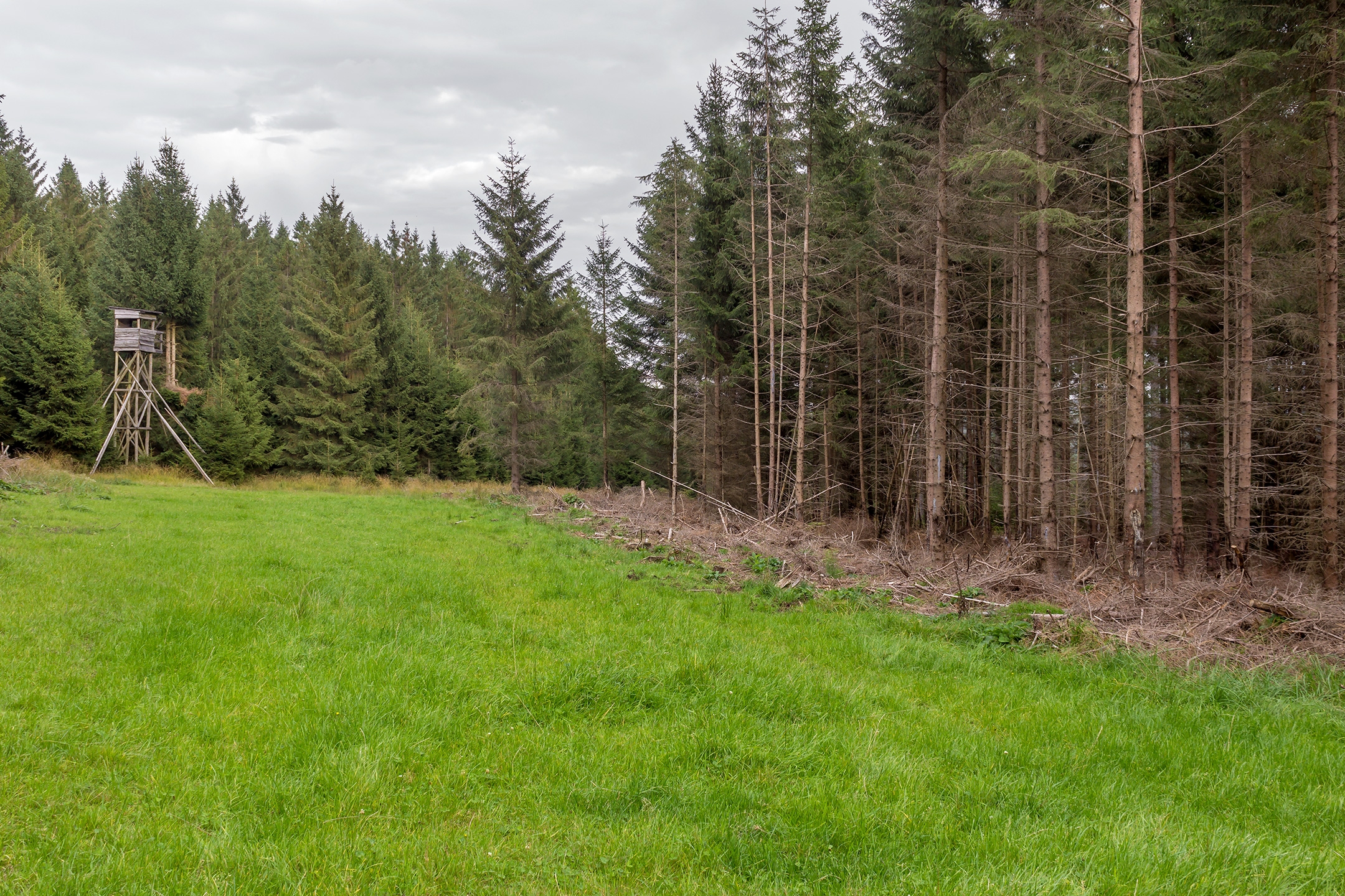 Lichtenau_Wildschaeden_I_1