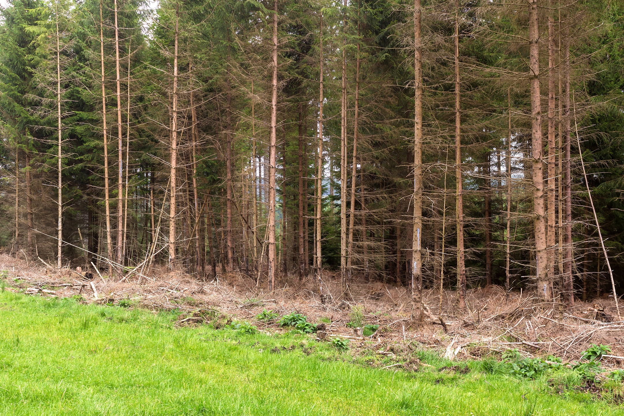 Lichtenau_Wildschaeden_I_2
