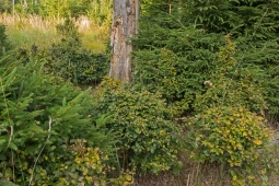 Buchen wie Buchsbaumkugeln rund um eine abgestorbene Eiche