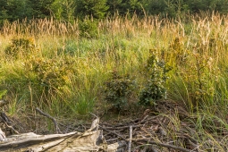 Buchenbonsais inmitten der Reitgrassteppe