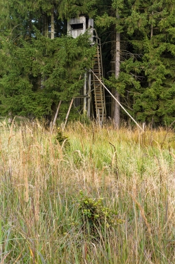 kleine verbissene Buche vor Jägerstuhl