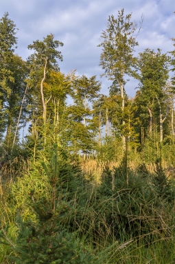 wipfeldürre alte Buchen und Eichen