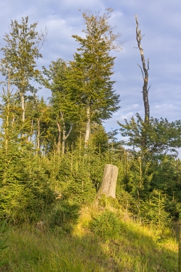 hinter Fichtenstubben rechts rechts eine abgestorbene Eiche