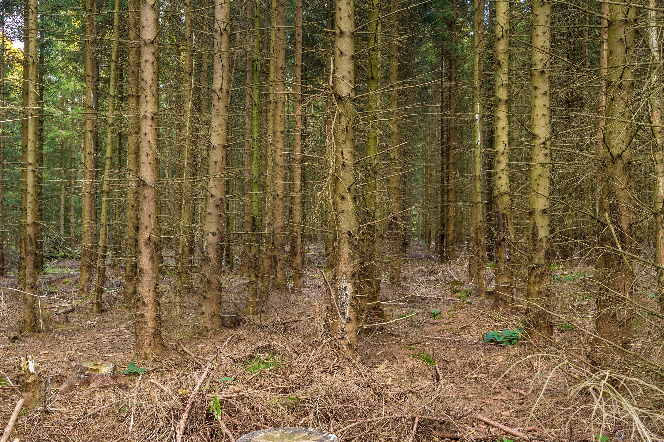 Lichtenau_Wildschaeden_K_1