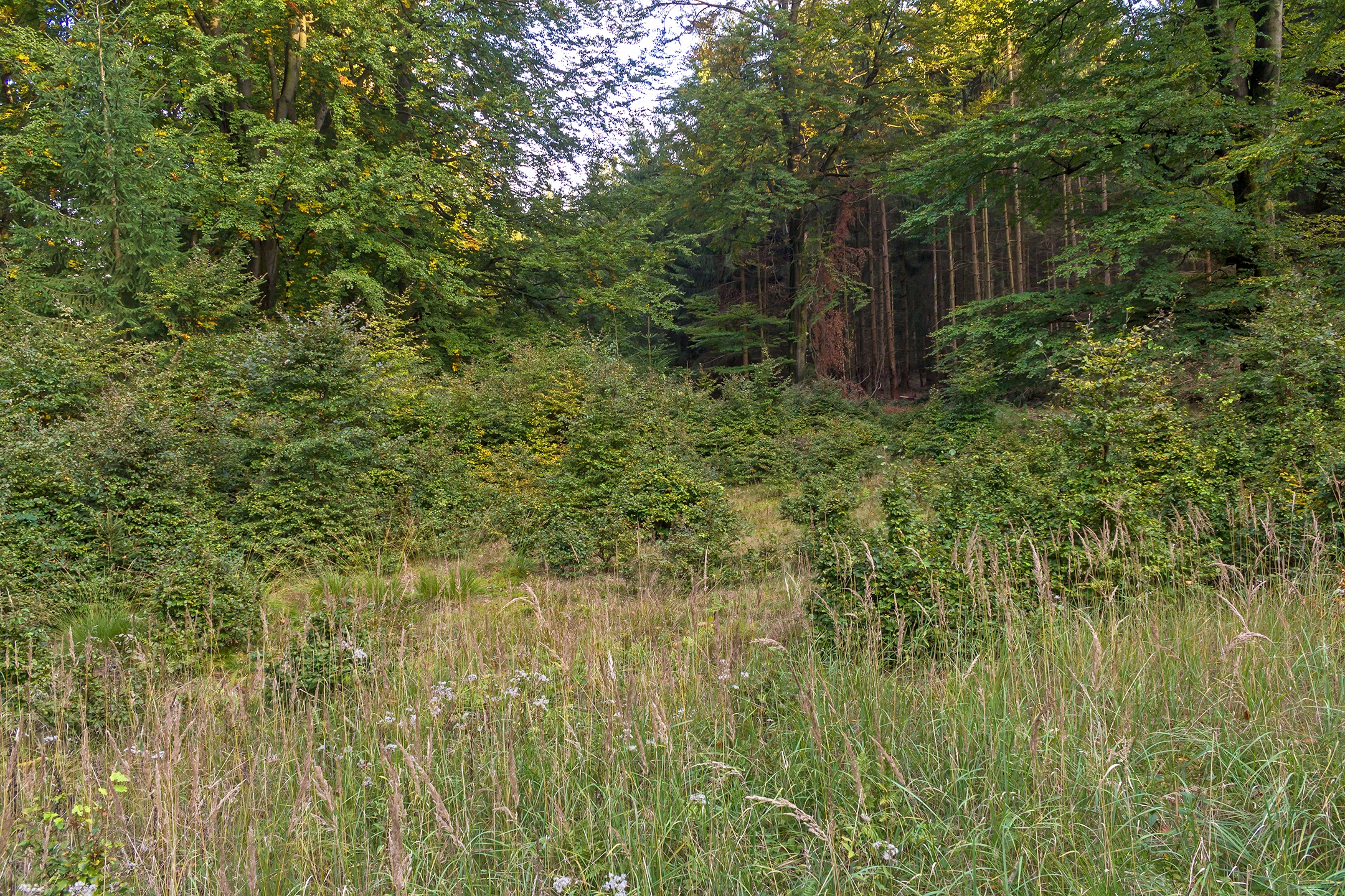 Lichtenau_Wildschaeden_K_2