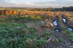 Lichtenau_Kahlschlag_05