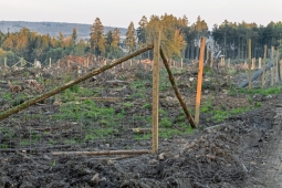 Lichtenau_Kahlschlag_09