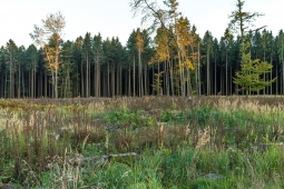 Lichtenau_Kahlschlag_11