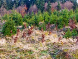 Wildschäden an künstlich gepflanzten Buchensetzlingen