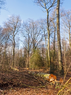 gefällte Altbuchen unter wenigen Überhältern