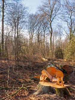 gefällte 150 Jahre alte Buche