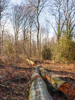 zersägte Altbuchen