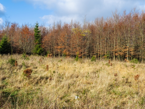 Freifläche mit Bonsaibuchen nähe Riffelsbruch