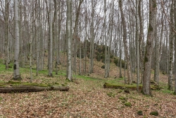 vorn rechts mit länglichen Borkenschuppen eine alte Esche, links daneben mit leicht hellrosa Borke ein Ahorn