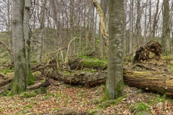 stark vermoderte Buchenlaichen