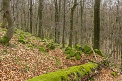 Urwaldimpressionen am steilen Aufstieg zum Lösershag