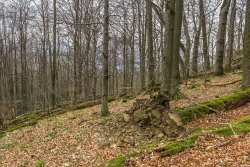 stark zersetztes Totholz am Westhang des Lösershags