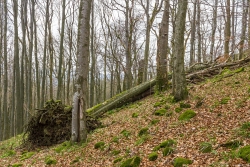 Strukturreichtum im Naturwald: aufgeklappte Wurzelteller, Faulhöhlen, Hochstubben