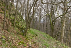 Lehrpfad im Westen unterhalb der Kuppe