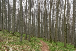 Lehrpfad durch Buchen-Eschen-Ahorn-Mischwald im Osten des Löserhags