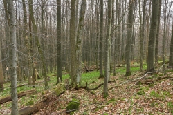 grüne Wiesen des Wald-Bingelkrauts im Vorfrühling am Osthang des Löserhags