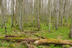 Holzreichtum auf dem Osthang des Löserhags
