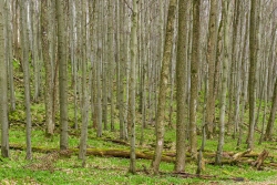 atemberaubende Dichte an Bäumen im nicht-durchforsteten Wald