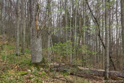 abgebrochener Zwiesel einer alten Eschenmatrone im Süden des Naturwaldreservats Lösershag