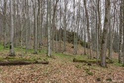 vorn rechts mit länglichen Borkenschuppen eine alte Esche, links daneben mit leicht hellrosa Borke ein Ahorn