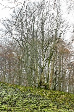 Dies ist der Bergahorn, der den Umschlag des Urwald-Buches von Sperber ziert.