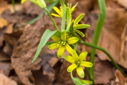 Wald-Gelbstern
