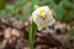 Frühlings-Knotenblume