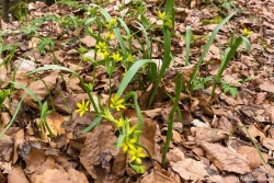 Wald-Gelbstern