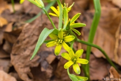 Wald-Gelbstern