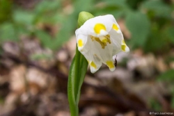 Frühlings-Knotenblume