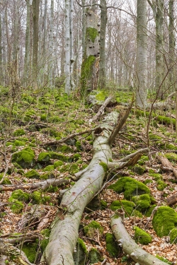 abgebrochene Zunderschwamm-Buche inmitten bemooster Basaltblöcke