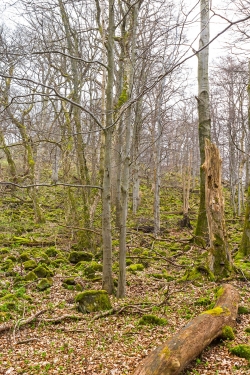 Totholzreichtum am Fuß des Lösershag