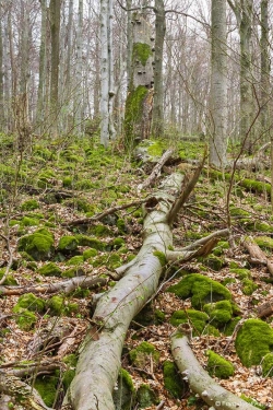 abgebrochene Zunderschwamm-Buche inmitten bemooster Basaltblöcke
