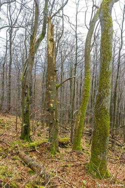 abgebrochener Buchenmethusalem oben auf der Kuppe
