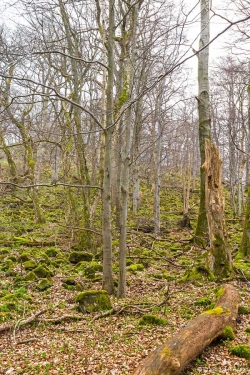 Totholzreichtum am Fuß des Lösershag