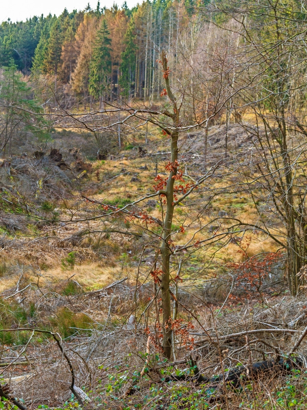 durch Holzfällarbeiten beschädigte Buche