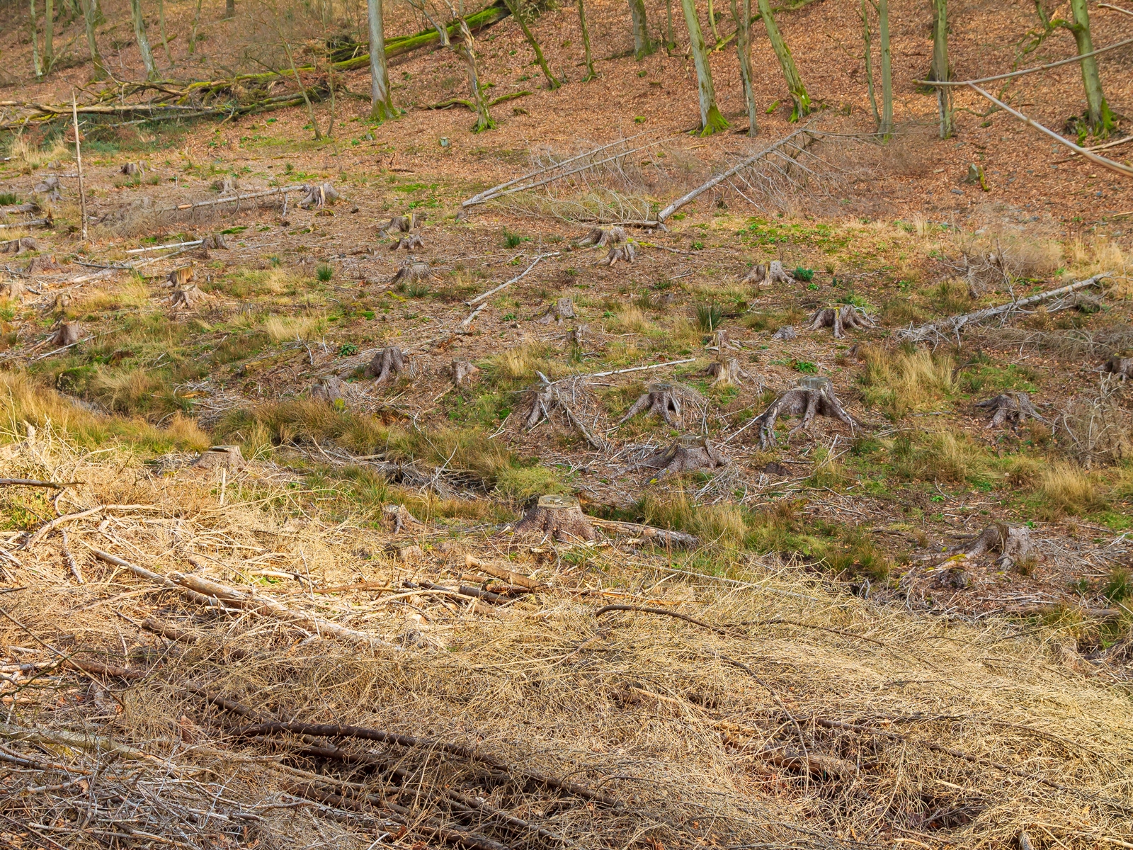 Fichtenkahlschlag unterhalb eines alten Buchenwalds am Lorbach