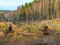 Vergrasung und Verkrautung des Kahlschlags
