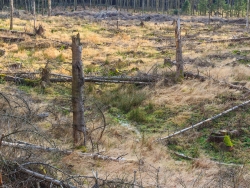 dünnes Rinnsal inmitten eines vergrasten Kahlschlags