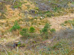 Wiedervernadelung am Lorbach