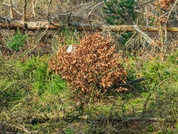 aufgrund von Wildverbiss verbuschte Buche neben Jungfichten