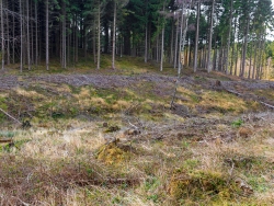für Rehe eine hochwillkommene Äsungsfläche