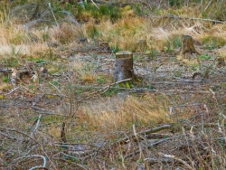 Baumstumpf auf verarmten und trockenem Boden