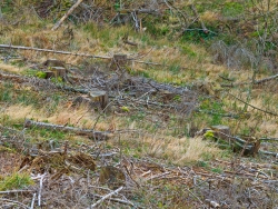 Fichtenstubben zwischen der verdorrten Kahlschlagsflora des letzten Sommers