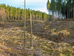 kahlgeschlagene Talsohle